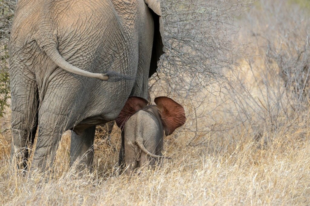 baby elephant-stroll.jpg